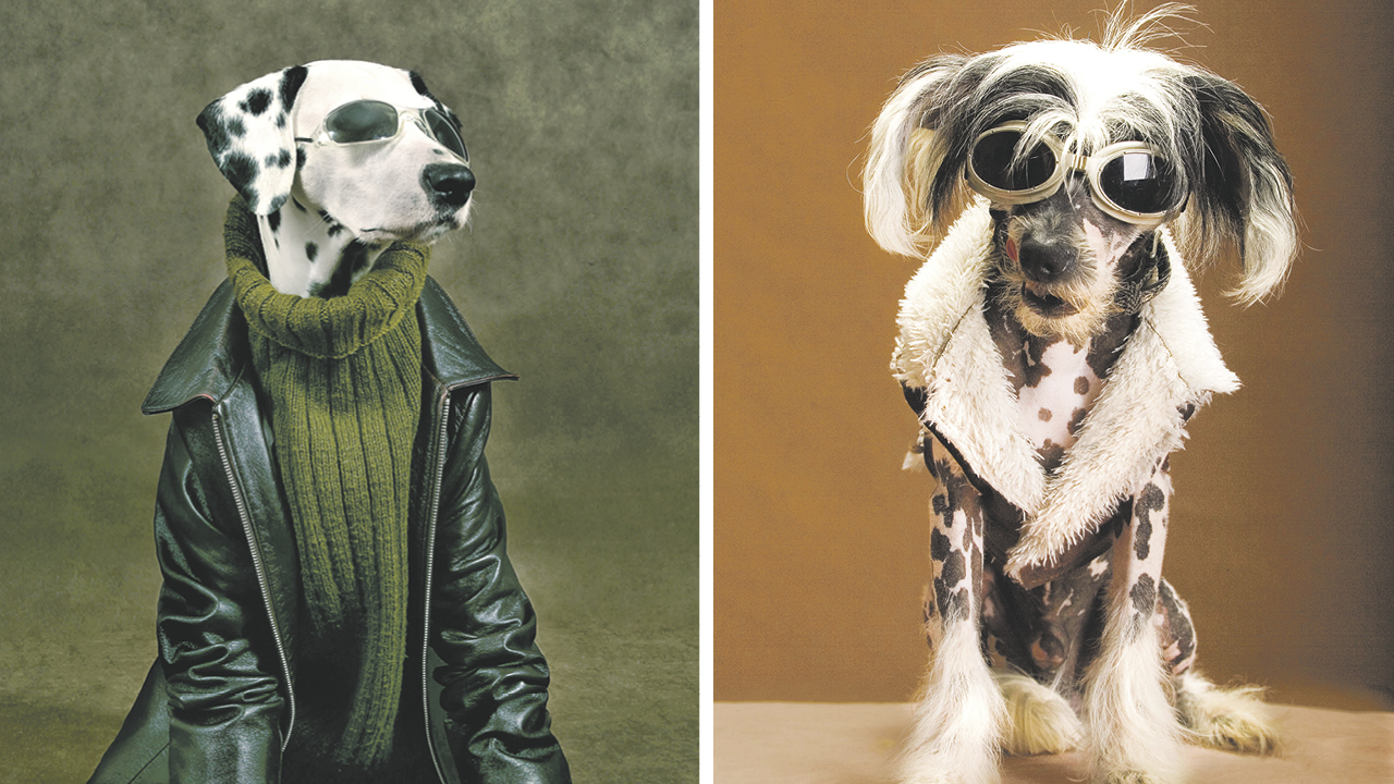 Collage aus 2 Bildern, mit jeweils einem Hund mit Mantel und Sonnenbrille