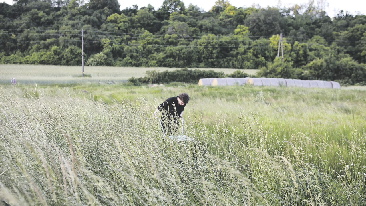 Foto einer Wiese mit wehenden Gräsern, ein junger Mann mäht das Gras