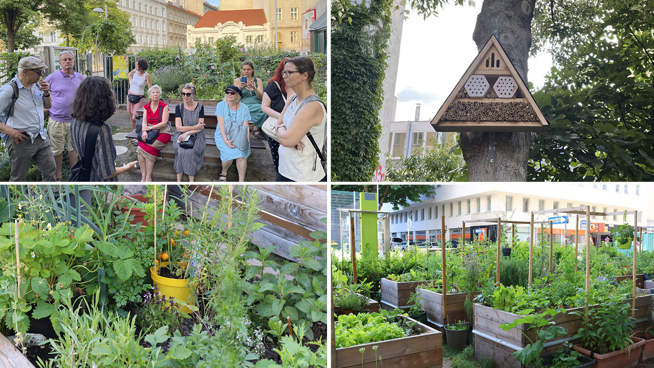 Die Gemeinschaftsgärten in der Josefstadt erfreuen sich allgemeiner Beliebtheit